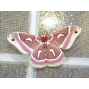 Insect Screen
