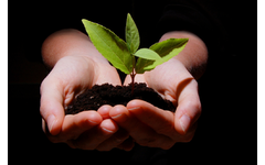 Hands holding dirt and plant, representing environmental growth
