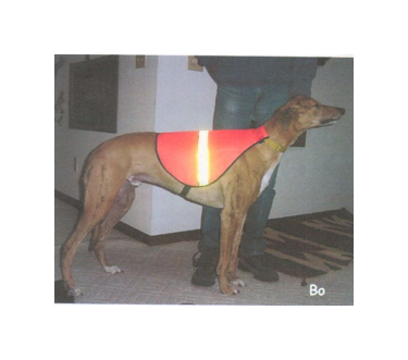 Racedog safety vest - Safety - Products 