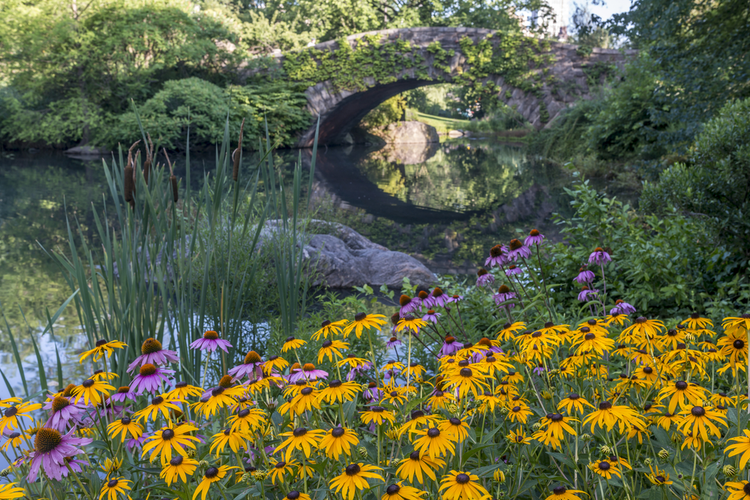 Creating Personal, Environmental Balance Through Public Green Spaces