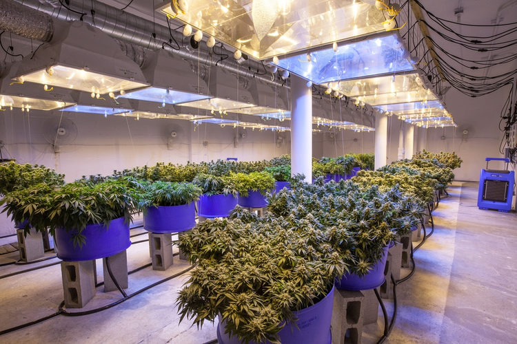 Cannabis Grow Room Setup