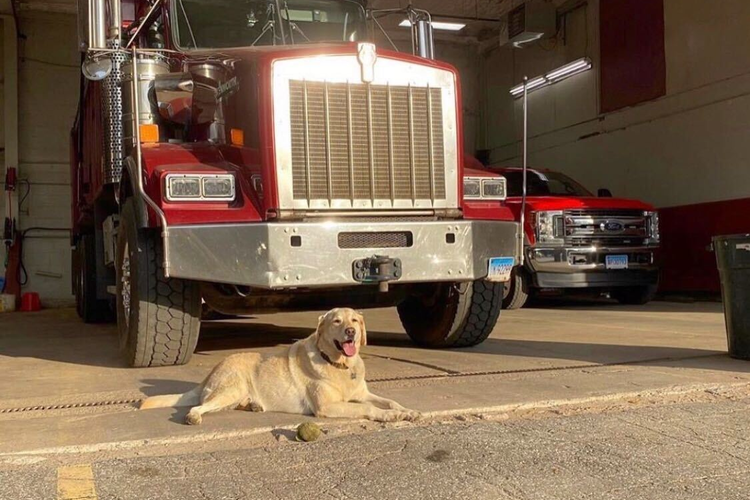 We're Rating 9 of Industry's Furriest Colleagues on @ManufacturersBestFriend