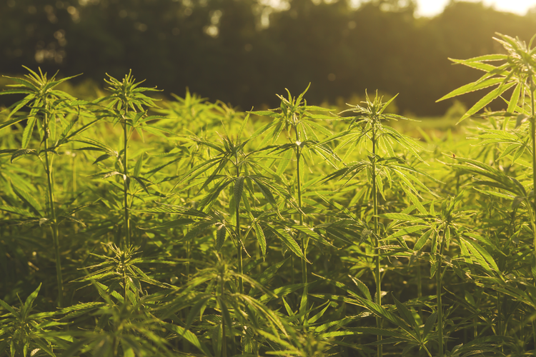 What Legalized Hemp Production Means for the Agricultural Supply Chain