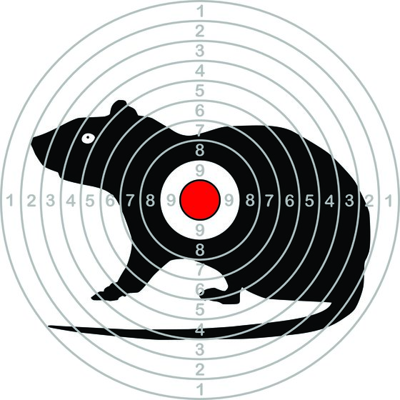 Rat on a shooting target