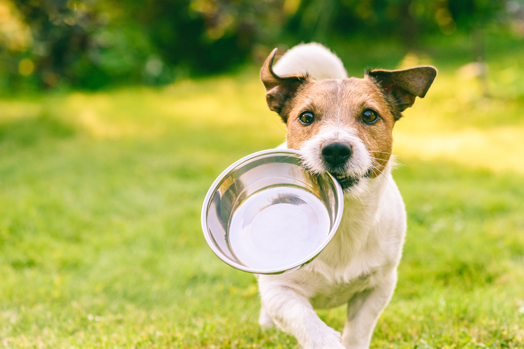 Dog carrying food bowl