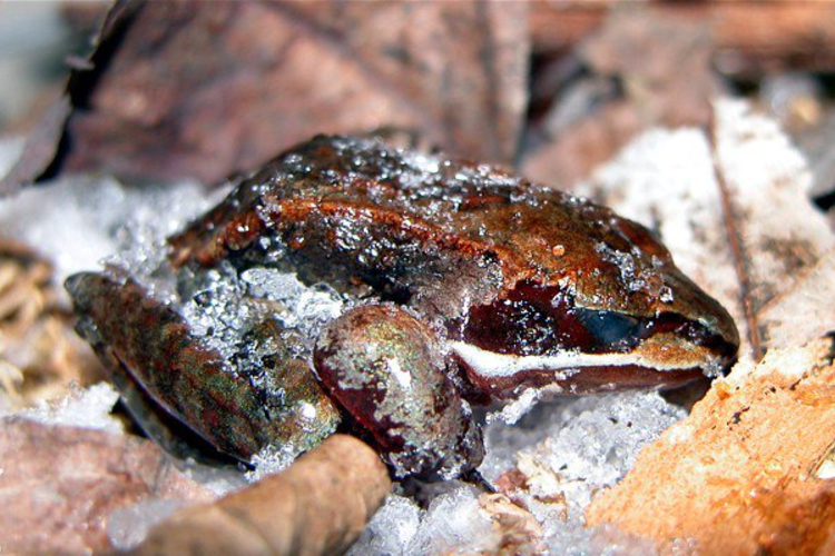 The wood frogs can stay Frozen for 7 months