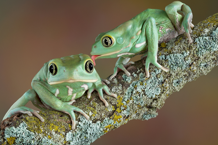 frog tongue