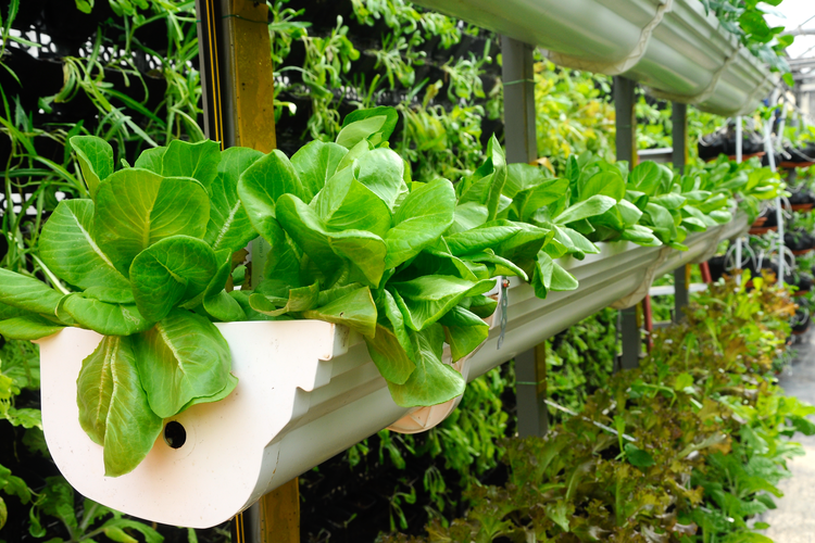 Global Vertical Farming Market Expected to Grow Over Next Decade