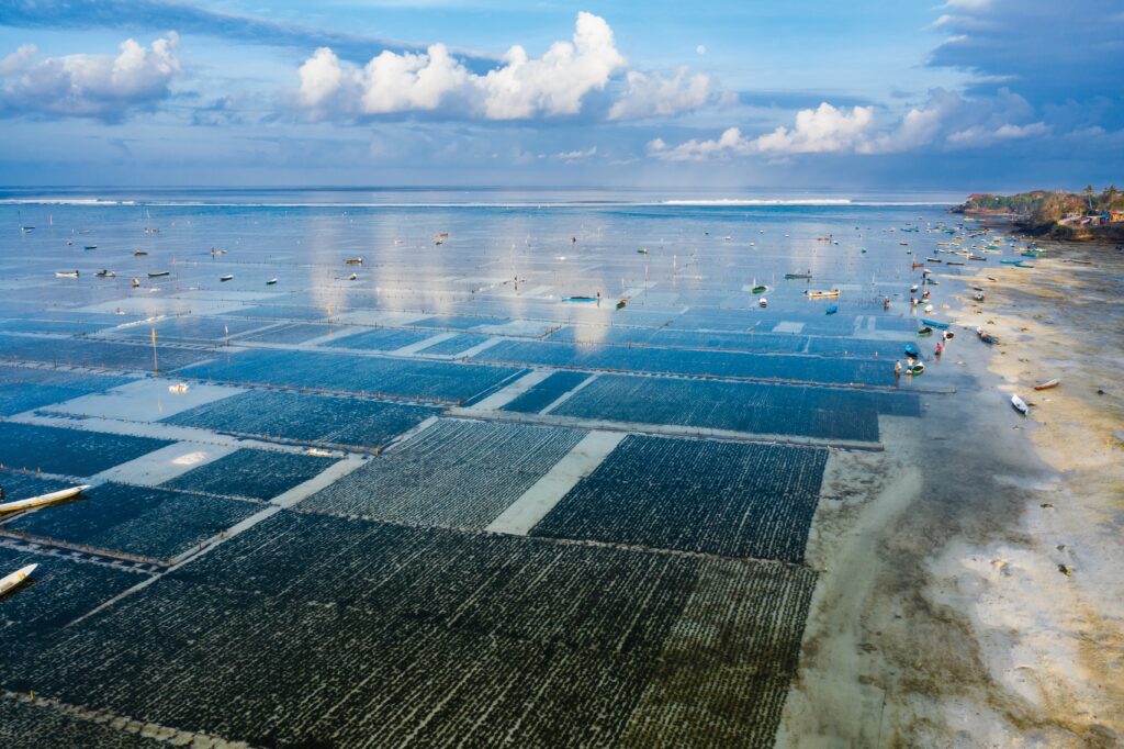 Seaweed plantation. Image courtesy of Cavan-Images / Shutterstock.com