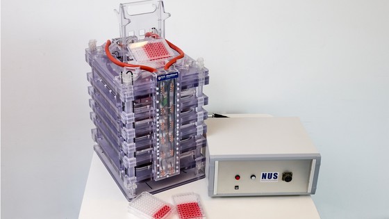 The new technique developed by the NUS team is a greener, cleaner, safer and more cost-effective way to produce cell-based meat.