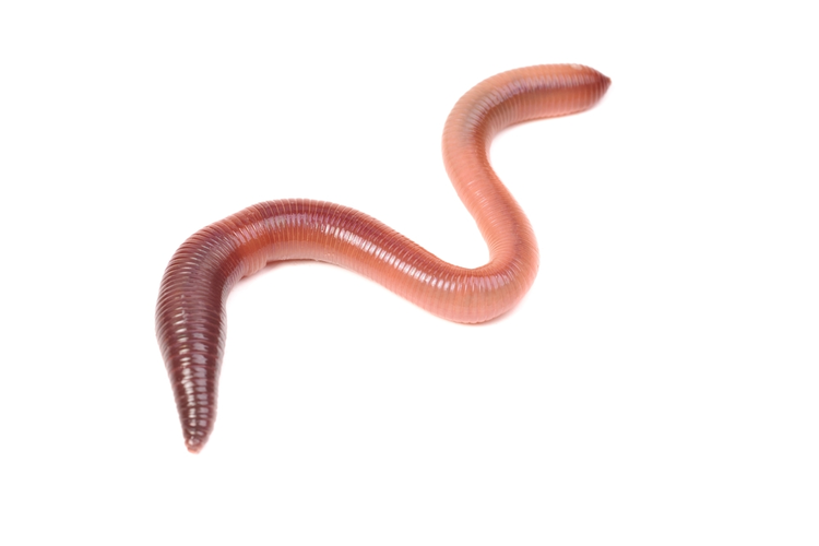 Worms Inspire Robotic 3D Printing Materials