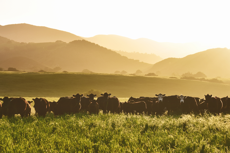The Future of Carbon Neutral Meat
