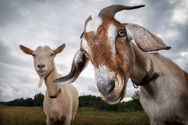 Two goats looking at camera. 