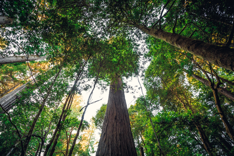The Tallest Tree In The World