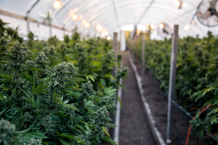 CBD Product Market Growing Fast, Expected to Exceed $20 Billion by 2024