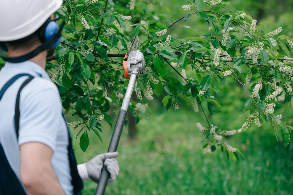 Cordless 20V 10' Pruning Tree Trimming Saw by Black+Decker Review 