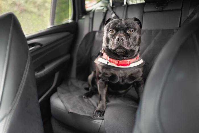 The 7 Best Dog Car Seat Covers For Cars In 2022 Including Hammock Basket And Full Coverage Options - Dog Seat Covers Reviews