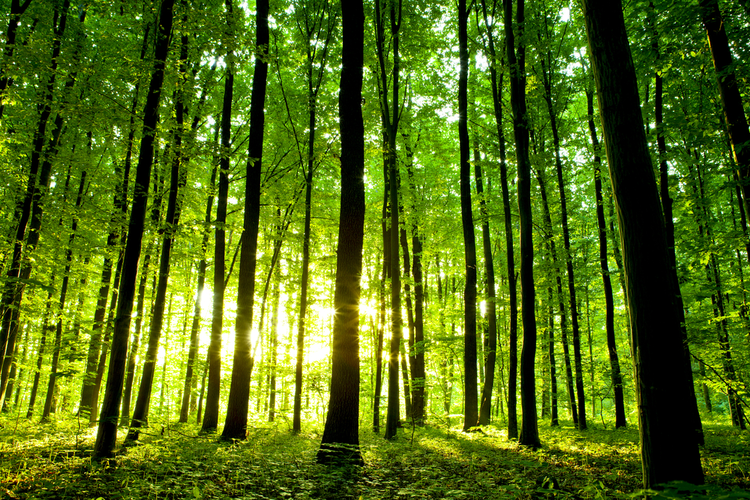 Green forest with sun in background shining through the trees