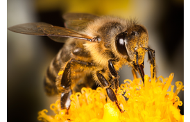 Bees Manufacturing More Than Honey