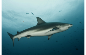 Sharks Improve Robotic Gripping Technology