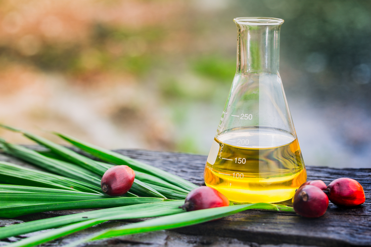 Biodiesel palm oil in clear glass Erlenmeyer flask next to some leaves and berries on a wood table
