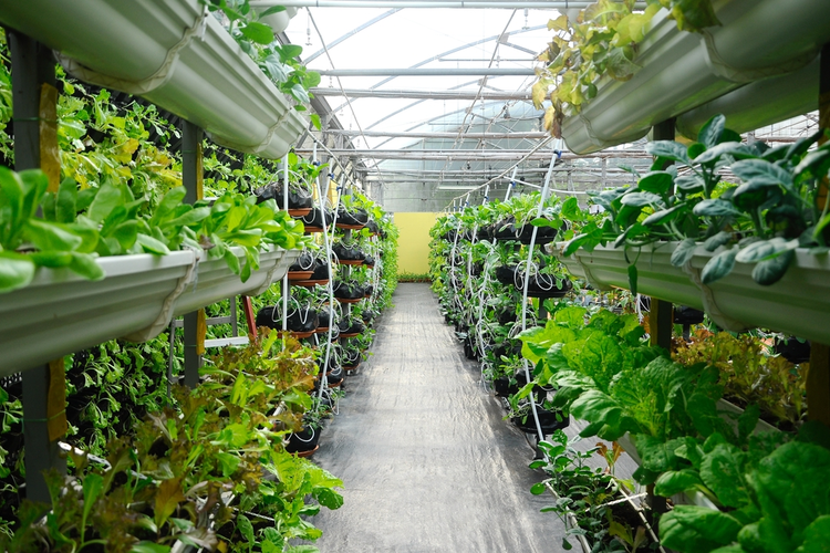 The Greening of the Food Supply Chain: Vertical Farming