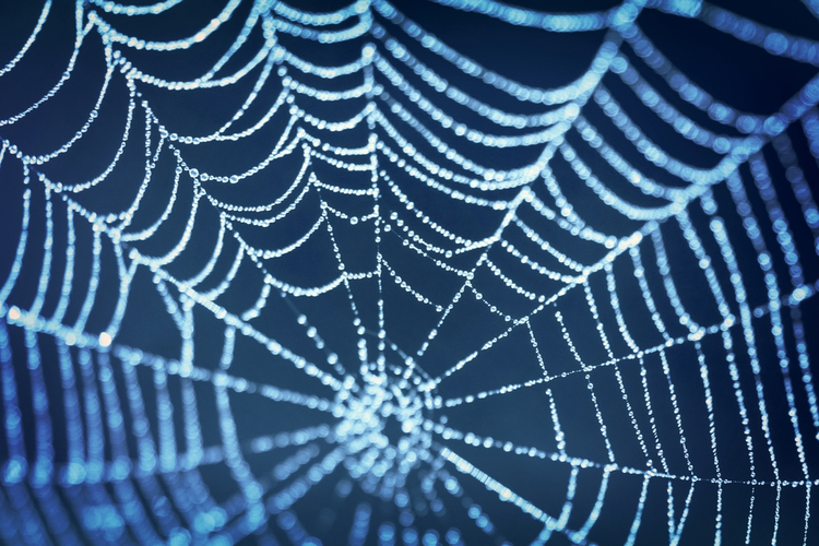 Spiders Lighten the Soldier's Load