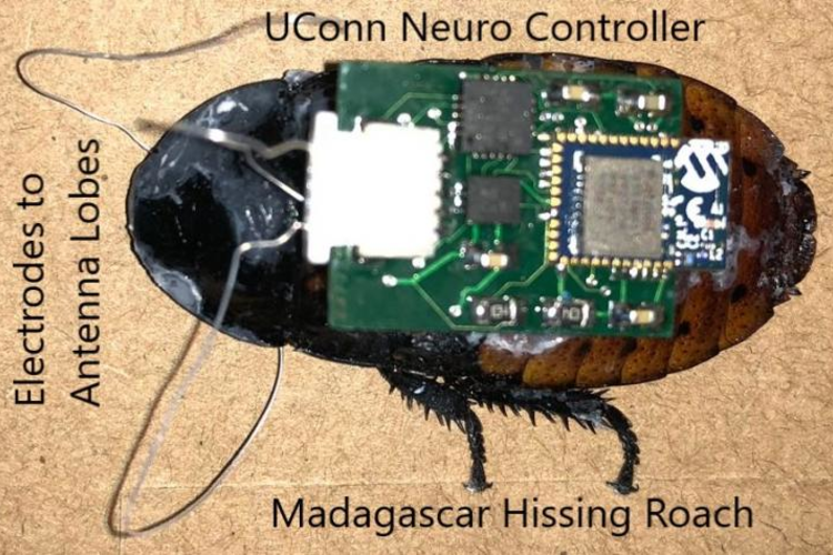 Cyborg Cockroach